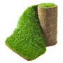 Trawa w rolce